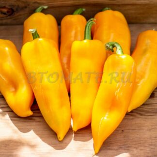 АБРИКОСОВАЯ ФАВОРИТКА