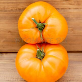 АБРИКОСОВЫЙ БРЕНДИВАЙН (APRICOT BRANDYWINE), США