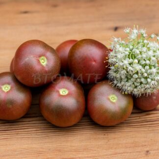 БАРХАТНАЯ НОЧЬ (DWARF VELVET NIGHT)