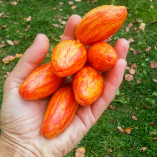 БЕЗУМИЕ КЕСАДИ (CASADY’S FOLLY) США