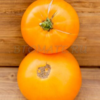 БОЛЬШОЙ ЗОЛОТОЙ ВКУСНЫЙ (BIG GOLDEN DELICIOUS, США)