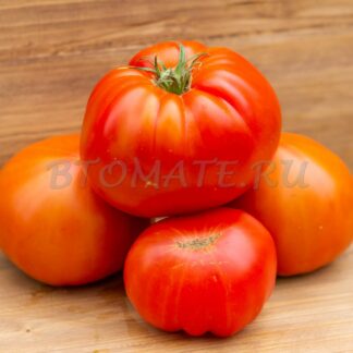 БУГАЙ КРАСНЫЙ