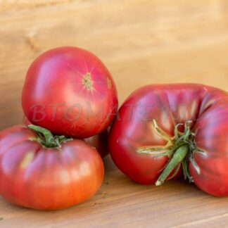 ЧЁРНЫЙ АНГУС (Dwarf Black Angus)