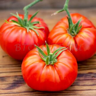 ЧЕСАПИК(Chesapeake) США