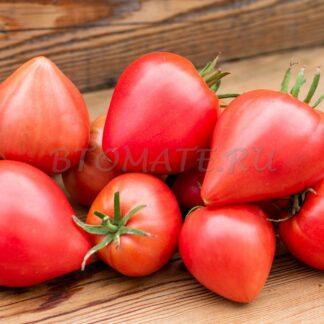 ЧУДО ВОЛФОРДА (Wolford Wonder)