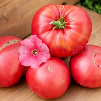 ДОКТОР ЛАЙЛ (Dr. Lyle, США)