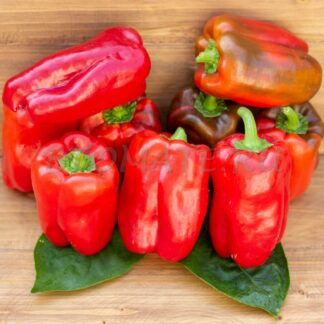 ДОЛМА КЭНДИЛ (DOLMA KANDIL)