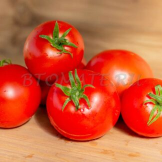 РАННИЙ ЭРЛА (ERLS'S FIRST EARLY)