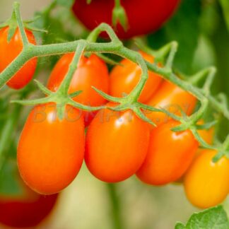 ФИНИК ОРАНЖЕВЫЙ (DATTEL ORANGE)