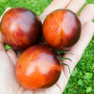 ФИОЛЕТОВЫЙ ДРАКОН (PURPLE DRAGON) США