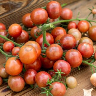 ФИОЛЕТОВЫЙ САХАР РЕЙХАРДА (REINHARDS PURPLE SUGAR, ГЕРМАНИЯ)