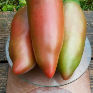 ФИОЛЕТОВАЯ ГОРДОСТЬ ВЕССЕЛЯ (WESSEL’S PURPLE PRIDE, США)