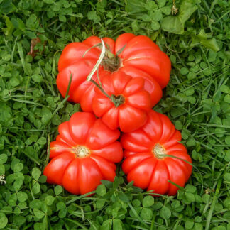 ГРИБНОЕ ЛУКОШКО