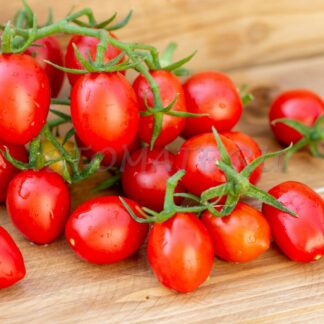 ГРОЗДЕВОЙ КОРБАРИНО (A Grappoli Corbarino, США)