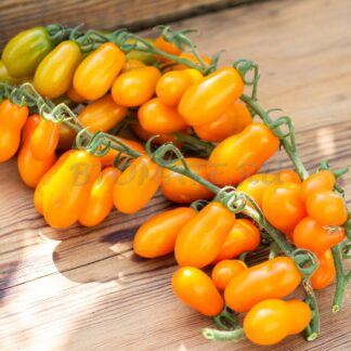 ГРУША ОРАНЖЕВАЯ (PERA NARANJA), ИЛИ ГРУШЕВЫЙ АПЕЛЬСИН