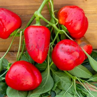 Сладкий перец ИГА