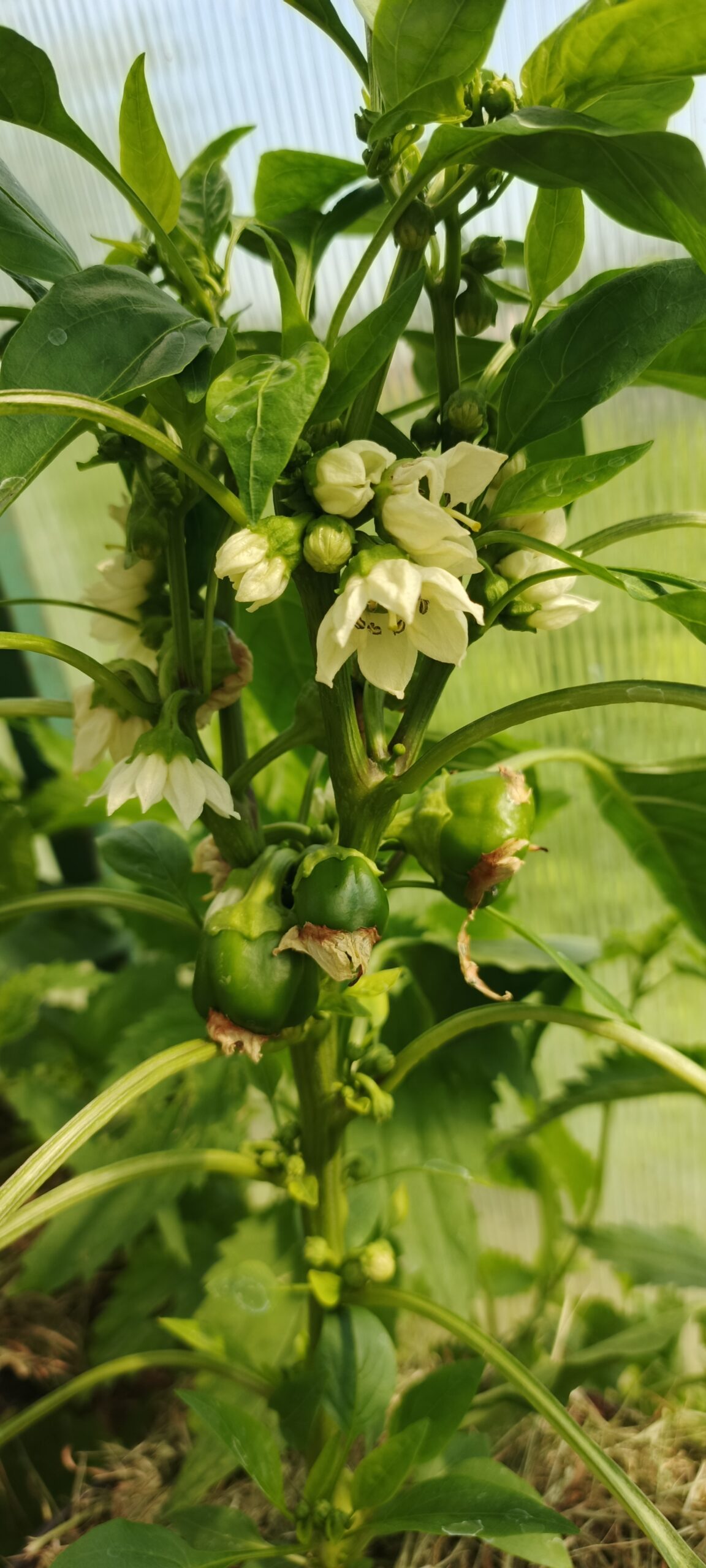 Сладкий перец ИГА — изображение 7