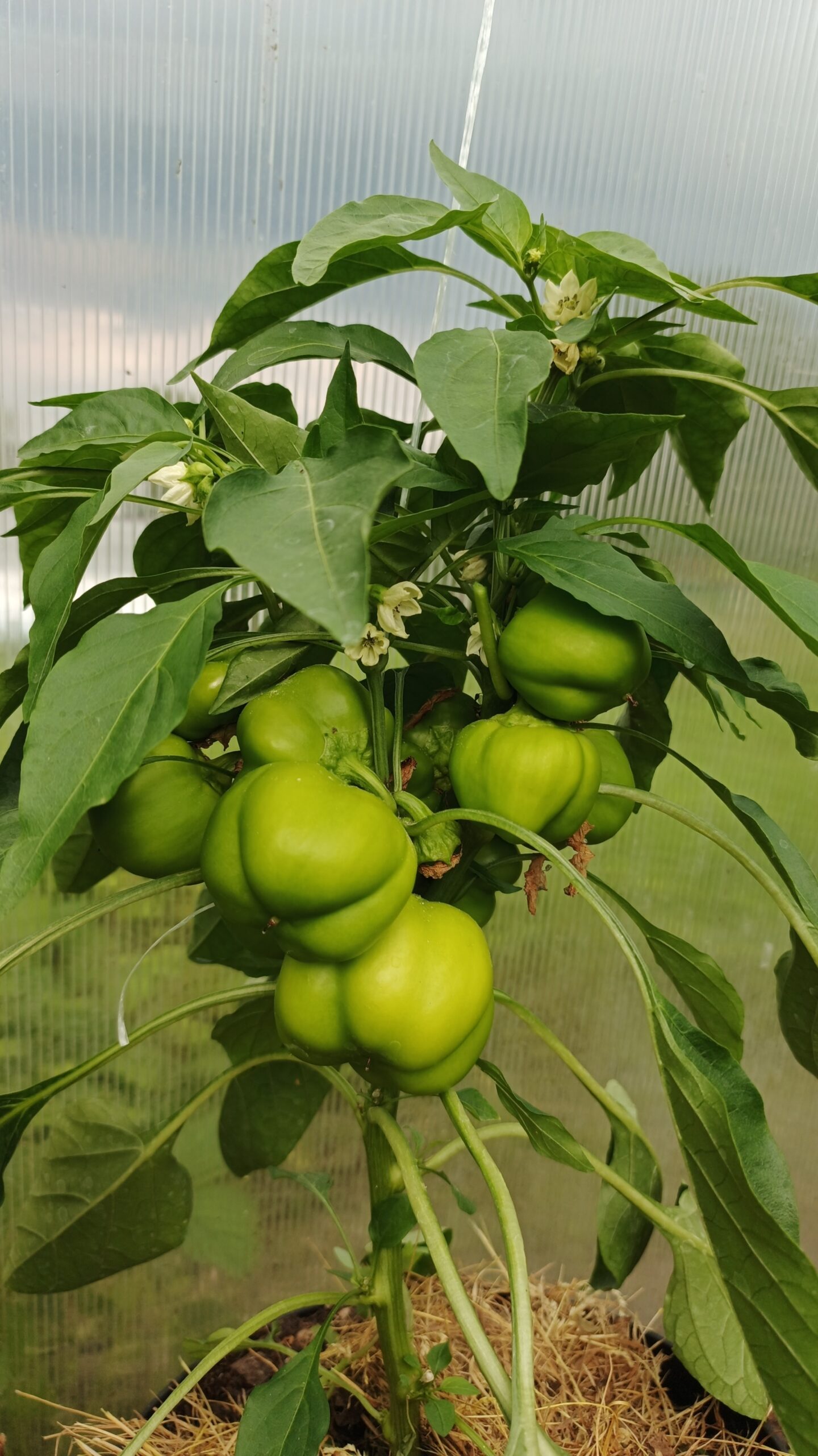 Сладкий перец ИГА — изображение 8