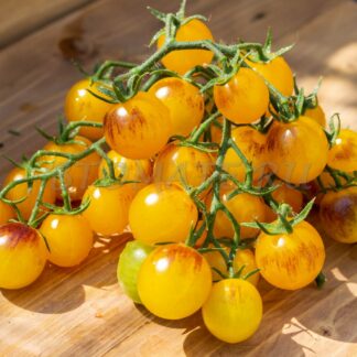 ИНДИГО ФАЙЕРБОЛ (INDIGO FIREBALL, США)