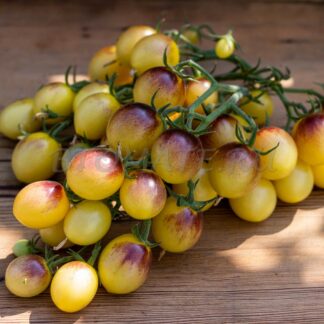 ИНДИГО КУМКВАТ (INDIGO KUMQUAT, США)