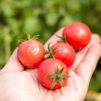 КОРЕЙСКИЙ СТЕЛЮЩИЙСЯ