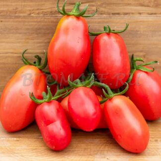 КРАСИВЫЙ РЕБЕНОК (Bella Bimba)