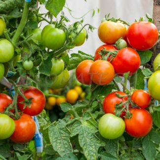 КРАСНАЯ ШАПОЧКА