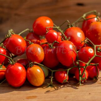 ПУПСИКИ КРАСНЫЕ