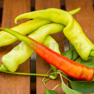 ПЕРЕЦ ПОЛУОСТРЫЙ ЛОРА