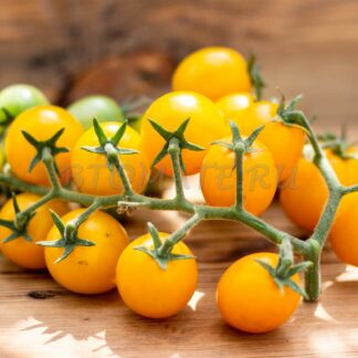 ЛЕТНЕЕ СОЛНЦЕ (SUMMER SUN)