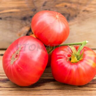 ЛОПАТИНСКИЕ