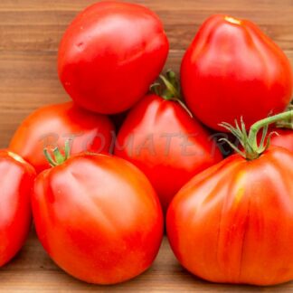 ЛУЧШИЙ ИЗ ЛУЧШИХ (BEST BESTOS), БОЛГАРИЯ