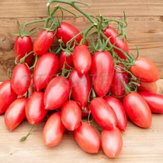 МАГЛИЯ РОЗА (Maglia Rosa)