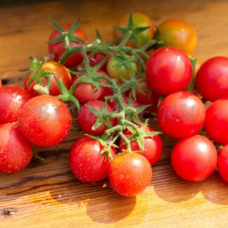 МАЛИНА ТРЕСТОН (RASPBERRY TRESTON, АНГЛИЯ)