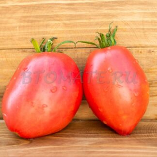 МАЛИНОВЫЙ ТЮЛЕНЬ