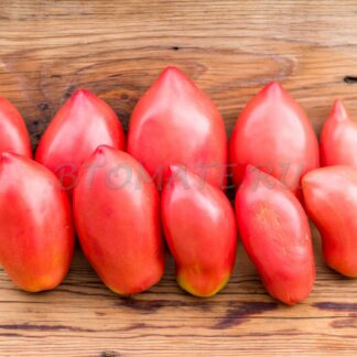 МИНУСИНСКИЕ БЫЧКИ