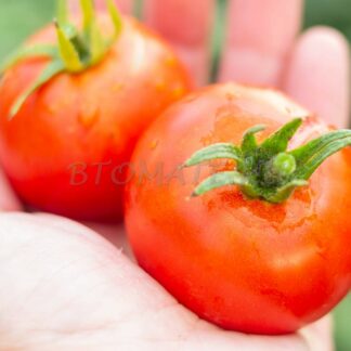 МОНГОЛЬСКИЙ КАРЛИК