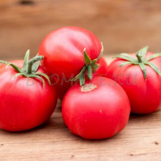 МОНТЕ РОЗА (MONTE ROSA, ИСПАНИЯ)