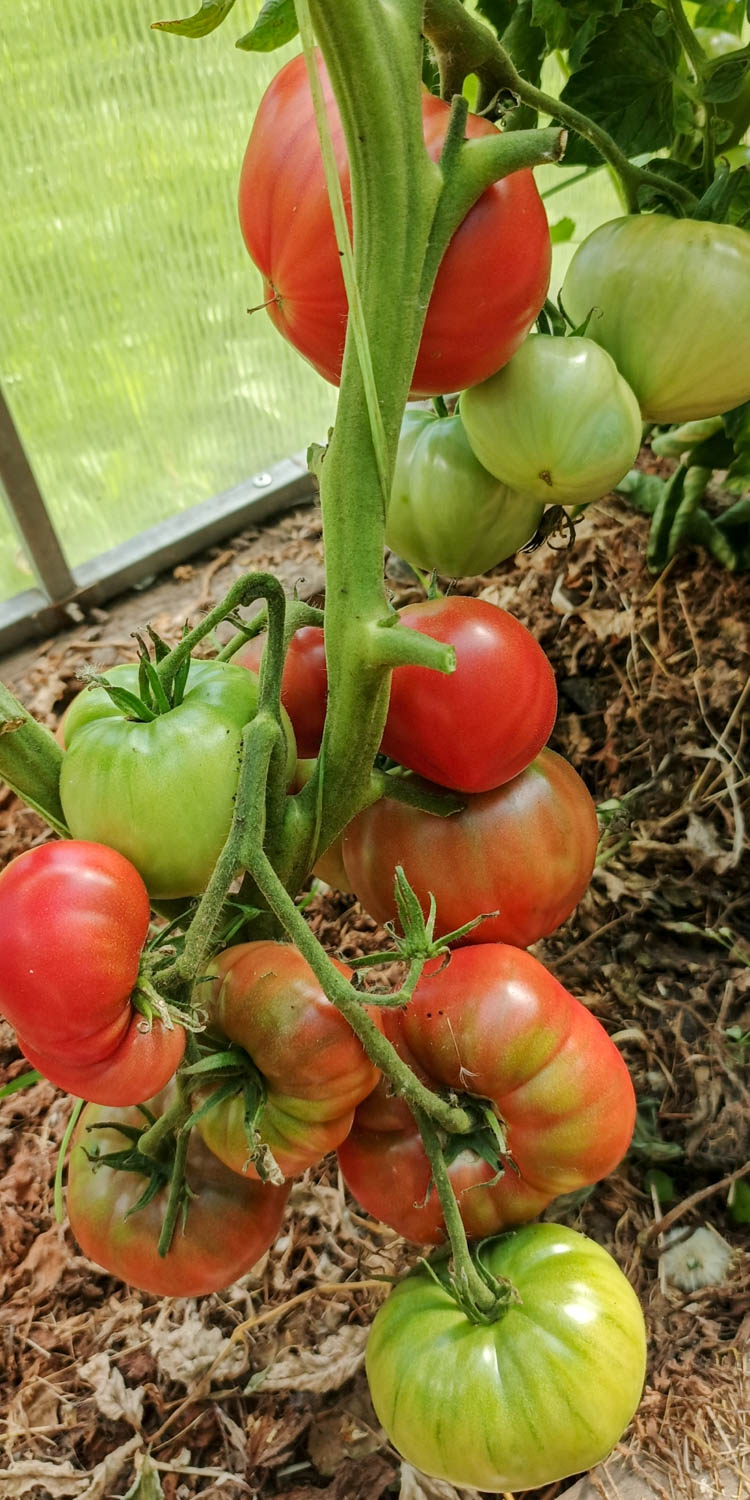 НЕ ФИОЛЕТОВАЯ КЛУБНИКА (NOT PURPLE STRAWBERRY) — изображение 3
