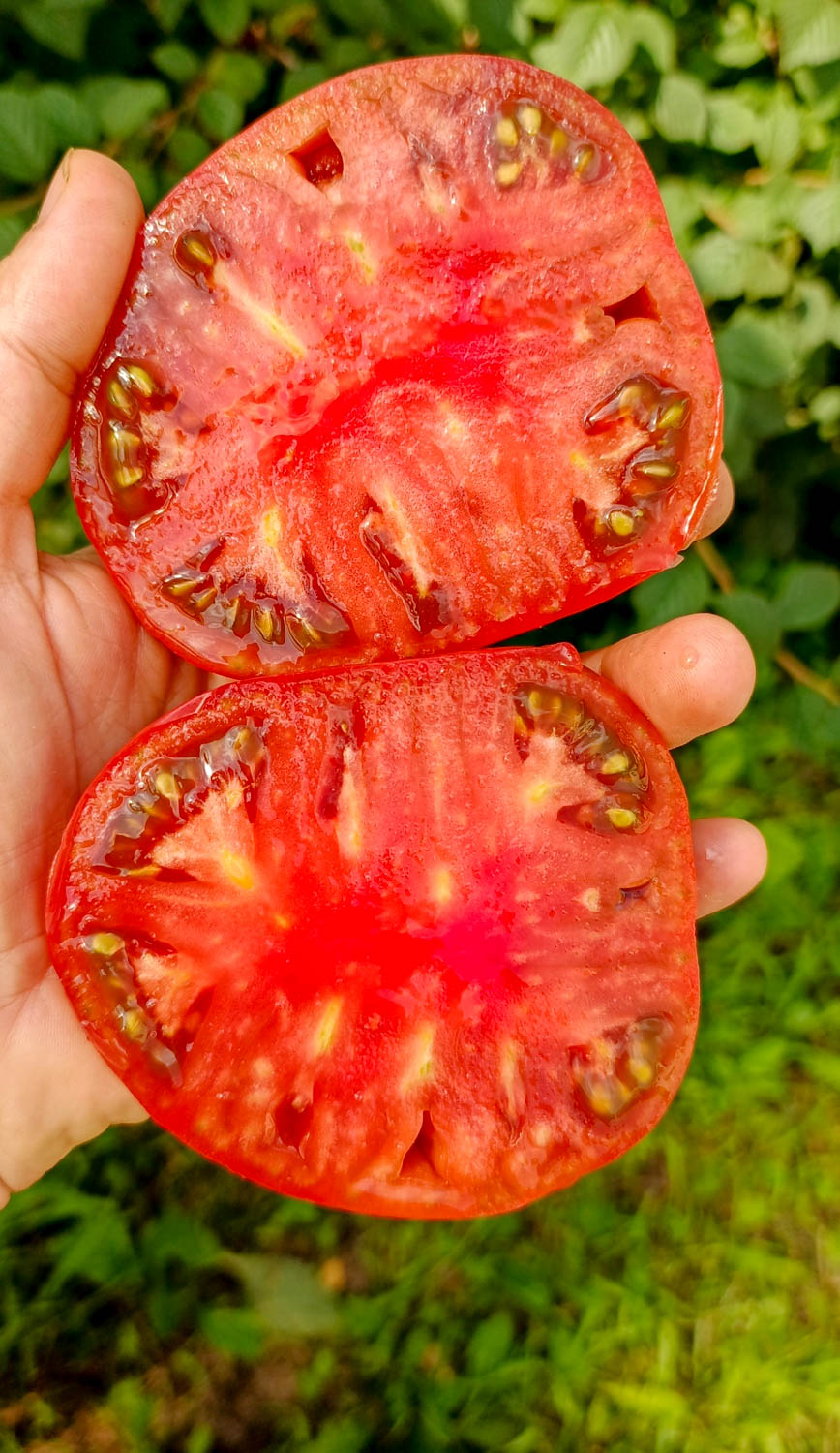НЕ ФИОЛЕТОВАЯ КЛУБНИКА (NOT PURPLE STRAWBERRY) — изображение 2