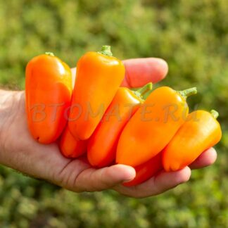 ОРАНЖЕВОЕ ПАТИО