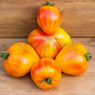 ОРАНЖЕВЫЙ РУССКИЙ 117