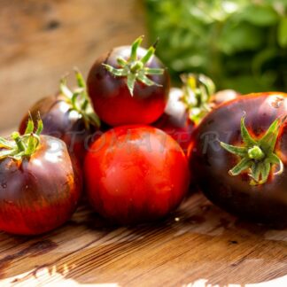 OSU СИНИЕ ПОЛОСКИ (OSU BLUE STRIPED), Бельгия