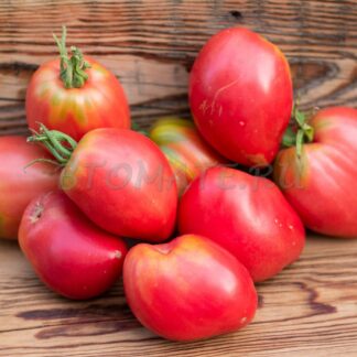 ПЕРЫШКО ДЕДУШКИНОГО ПЕТУШКА (GRANDPA’S COСK’S PLUMЕ)