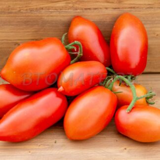 ПОДСИНСКАЯ ЛИАНА