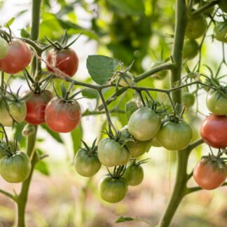 ПСАМАФА (PSAMATHA, КАНАДА)