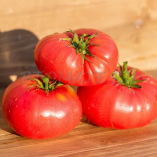 РОСАДО ДЕ ЛА СИЕРРА АРАЧЕНА (ROSADO DE LA SIERRA ARACENA), ИСПАНИЯ