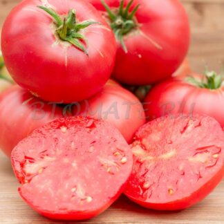 РОЗА ДЕ ПЕРАЛЕС (Rosa De Perales, Испания)