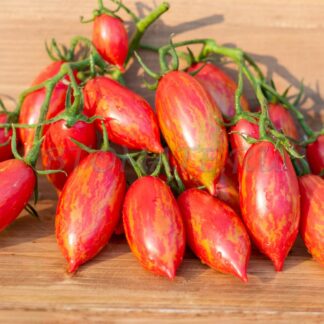 РОЗОВЫЙ ТИГР (PINK TIGER)