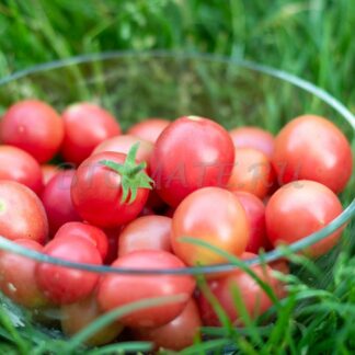 САДОВАЯ ЖЕМЧУЖИНА, РОЗОВАЯ
